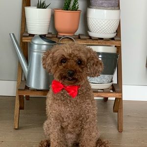 Meet your Posher, Hayley